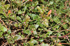Chenopodium robertianum