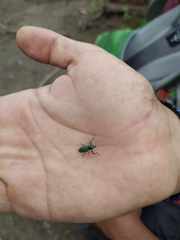 Naupactus auricinctus