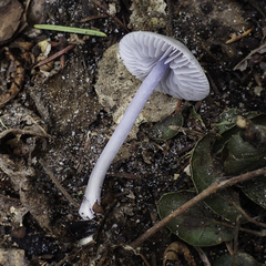 Mycena pura