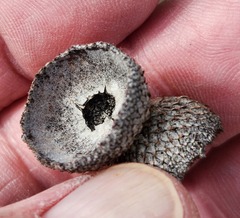 Quercus john-tuckeri