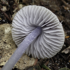 Mycena pura