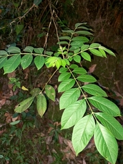 Ailanthus triphysa
