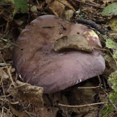 Russula queletii