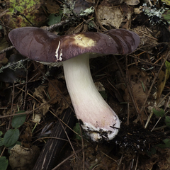 Russula queletii