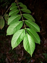 Ailanthus triphysa
