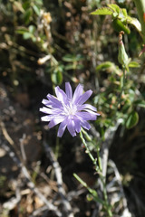 Lactuca tenerrima