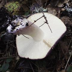 Russula queletii