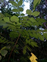 Ailanthus triphysa