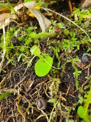 Corybas rivularis
