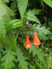 Bomarea multiflora