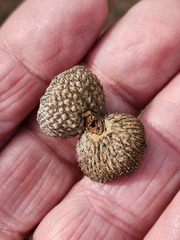 Quercus john-tuckeri