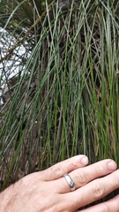 Juncus sarophorus