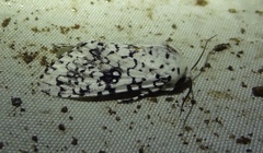 Lichnoptera decora