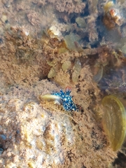 Hypselodoris confetti