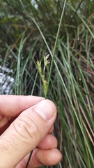 Juncus sarophorus