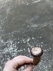 Laccaria amethysteo-occidentalis