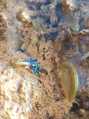 Hypselodoris confetti
