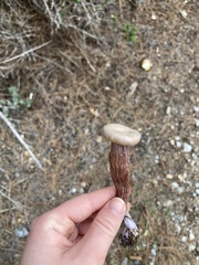 Laccaria amethysteo-occidentalis