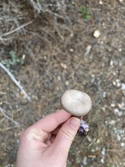 Laccaria amethysteo-occidentalis