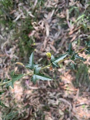 Podolobium ilicifolium