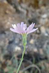 Lactuca tenerrima