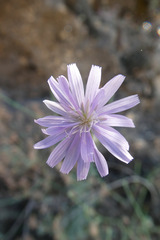 Lactuca tenerrima