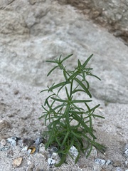 Cryptantha maritima