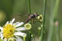 Psorophora cyanescens
