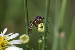 Psorophora cyanescens