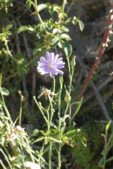 Lactuca tenerrima
