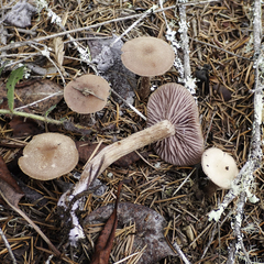 Laccaria amethysteo-occidentalis