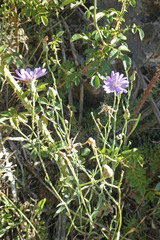 Lactuca tenerrima