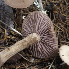 Laccaria amethysteo-occidentalis