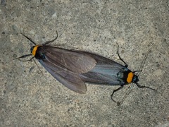 Macrobrochis staudingeri