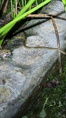 Fowlea flavipunctata