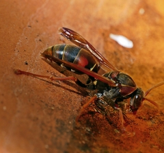 Polistes humilis humilis