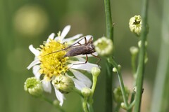 Psorophora cyanescens