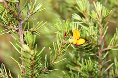 Pultenaea boormanii