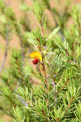 Pultenaea boormanii