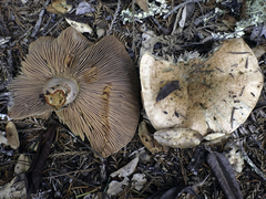 Lactarius rubrilacteus