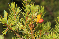 Pultenaea boormanii