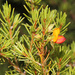 Pultenaea boormanii - Photo (c) Pete Woodall, algunos derechos reservados (CC BY-NC), uploaded by Pete Woodall