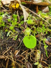 Corybas rivularis