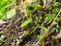 Corybas rivularis