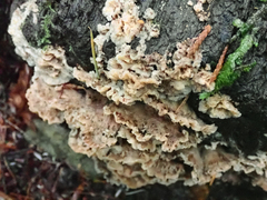 Phlebia radiata