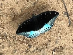 Lexias pardalis dirteana