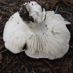 Tricholoma pardinum