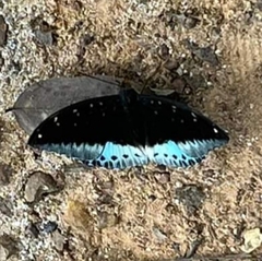 Lexias pardalis dirteana