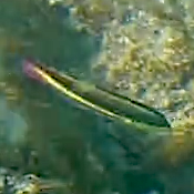 Thalassoma lucasanum