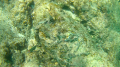 Thalassoma lucasanum